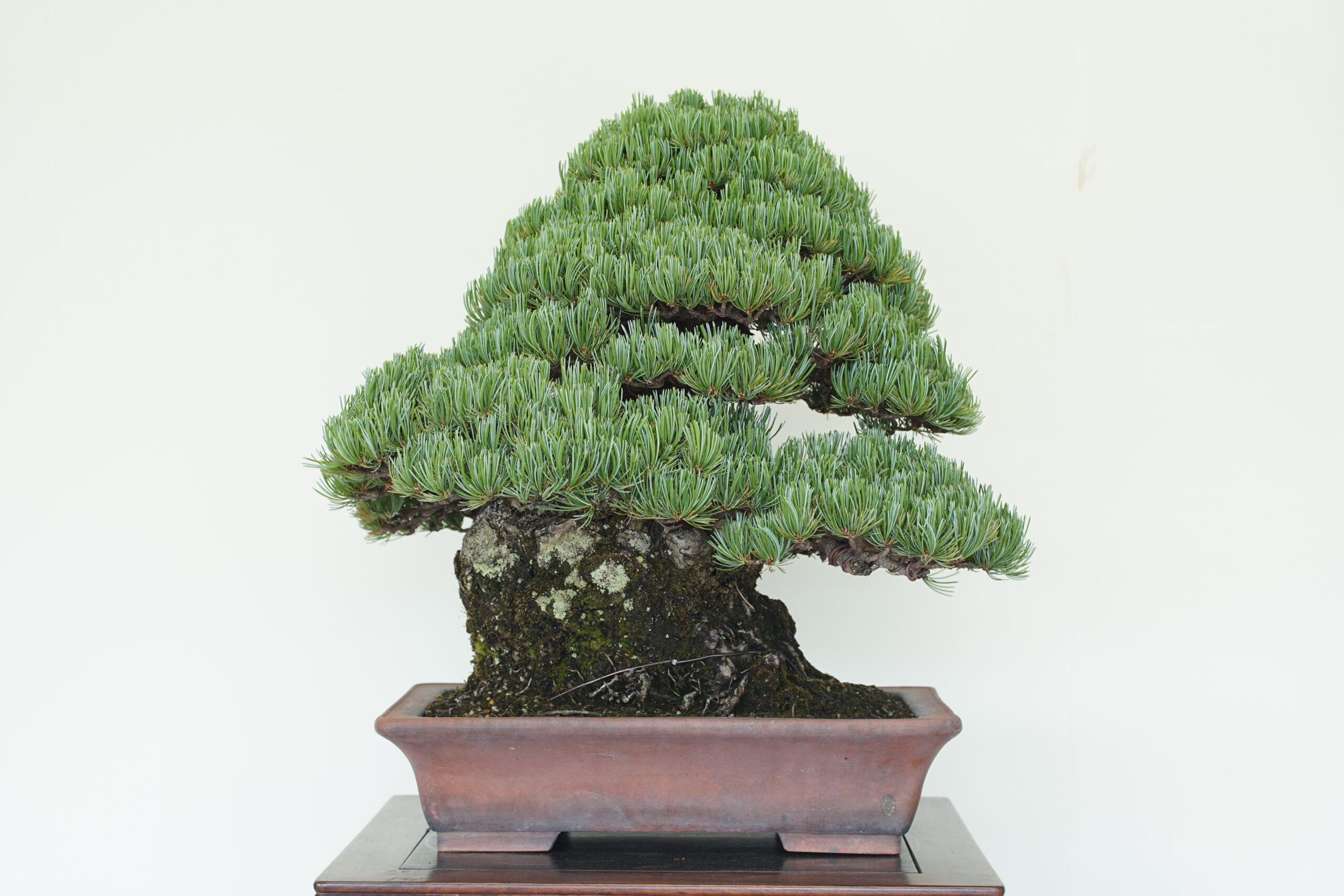 五葉松 国風盆栽展入選樹 | 藤川光華園